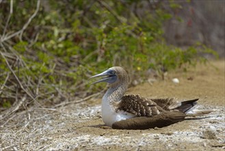 Blue-footed booby (Sula nebouxii) sitting in nest