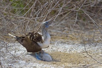 Blue-footed booby (Sula nebouxii) with chick