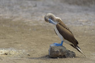 Blue-footed booby (Sula nebouxii) preening feathers