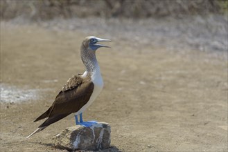 Blue-footed booby (Sula nebouxii) standing on stone