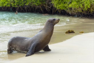 Galapagos sea lion (Zalophus wollebaeki) runs out of the water