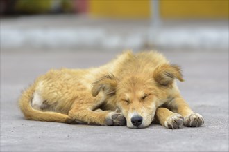 Dog lying on street