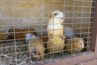 Guinea Pig pig (Caviidae) in the cage