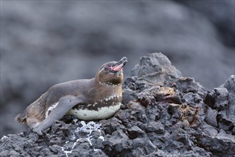 Galapagos penguin (Spheniscus mendiculus) lying on lava rock
