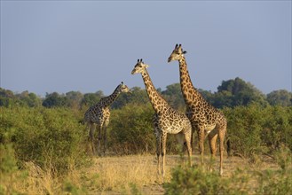 Rhodesian giraffes (Giraffa camelopardalis thornicrofti) in bush land