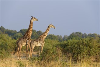 Rhodesian giraffes (Giraffa camelopardalis thornicrofti) at mating