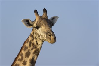 Rhodesian giraffe (Giraffa camelopardalis thornicrofti)