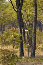 Rhodesian giraffe (Giraffa camelopardalis thornicrofti)