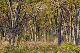 Rhodesian giraffe (Giraffa camelopardalis thornicrofti) stands between trees