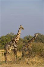 Rhodesian giraffes (Giraffa camelopardalis thornicrofti) in Bookland