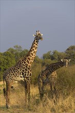 Rhodesian giraffes (Giraffa camelopardalis thornicrofti) with Red-billed oxpeckern (Buphagus erythrorhynchus) in bush country