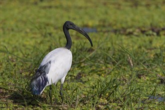 African sacred ibis (Threskiornis aethiopicus) in the swamp