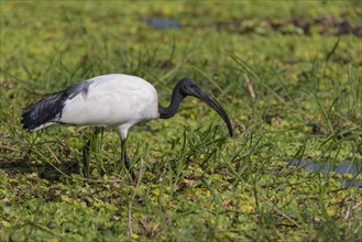 African sacred ibis (Threskiornis aethiopicus) in the swamp