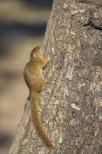 Smith's squirrel (Paraxerus cepapi) climbs on tree trunk