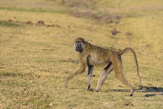 Yellow baboon (Papio cynocephalus) runs in the savannah