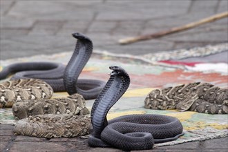 Egyptian cobras (Naja haje) belonging to snake charmer