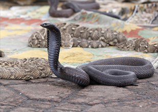 Indian cobra (Naja naja) belonging to snake charmer