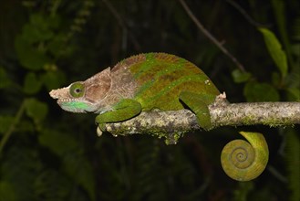 Male O'Shaughnessy's chameleon (Calumma oushaughnessyi) in rainforest