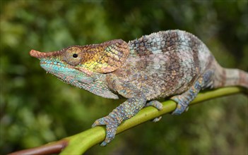 Male cryptic chameleon (Calumma crypticum) in rainforest