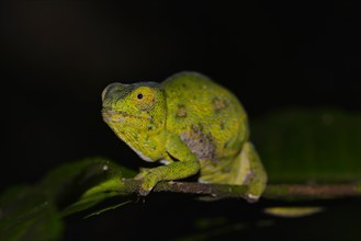 Female Canopy chameleon (Furcifer wilsii) in rainforest