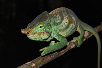 Male Parson's chameleon (Calumma parsonii cristifer) in rainforest
