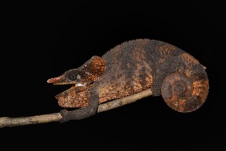 Male shorthorned-chameleon (Calumma brevicorne)