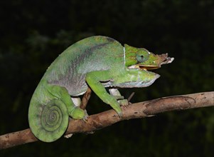 Two-banded or rainforest chameleon (Furcifer balteatus)