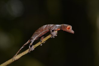 Baweng satanic leaf gecko (uroplatus phantasticus)