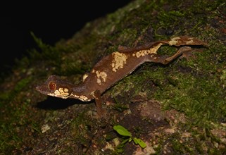 Leaf-tailed gecko (Uroplatus finiavana)