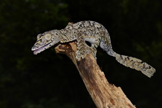 Leaf-tailed gecko (Uroplatus giganteus)