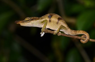 Chameleon (Calumma linotum)