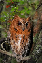 Eared owl (Asio sp.) in dry forest