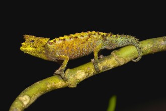 Iaraka River Leaf Chameleon (Brookesia vadoni)