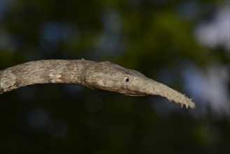 Madagascar or Malagasy leaf-nosed snake (Langaha madagascariensis)