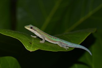 Day gecko (Phelsuma ssp.) in dry forest