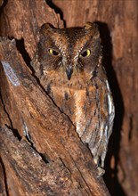 Eared owl (Asio sp.) in dry forest