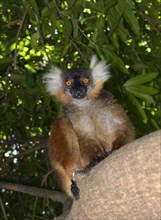 A female black lemur (Eulemur macaco)