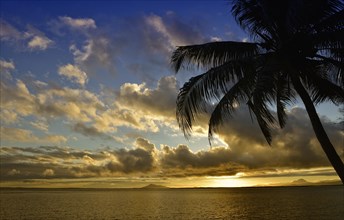Sunset with palm tree on the beach of Ankify