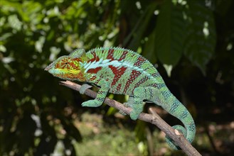 Male panther chameleon (Furcifer Pardalis)