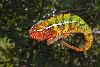 A male panther chameleon (Furcifer Pardalis)