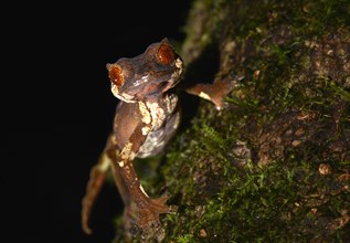 Flat-tailed gecko (Uroplatus finiavana)