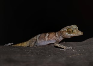 Juvenile banded gecko (Paroedura ssp.)