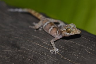 Juvenile banded gecko (Pareodura ssp.)