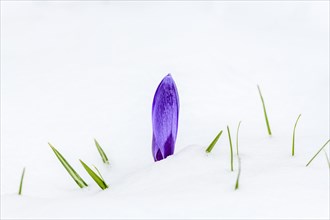 Purple crocus (Crocus vernus) in the snow