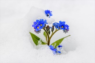 Forget-me-not (Myosotis sylvatica) in the snow