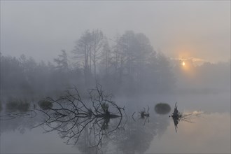 Schwenninger Moos nature reserve with early fog at sunrise