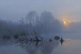 Schwenninger Moos nature reserve with early fog at sunrise