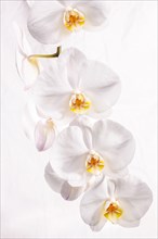 White Orchid (Orchidaceae phalaenopsis)