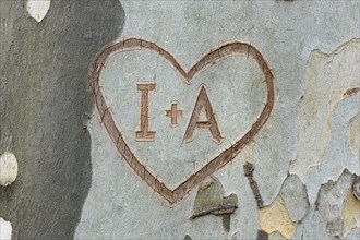Heart carved in tree bark with letters I and A