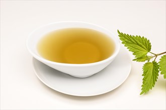 Nettle Tea (Urtica dioica)